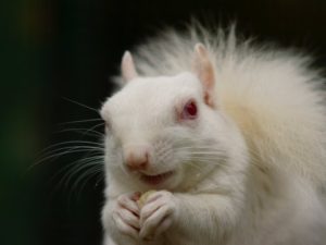 The White Squirrel Resume: Or, how to make my resume stand out.